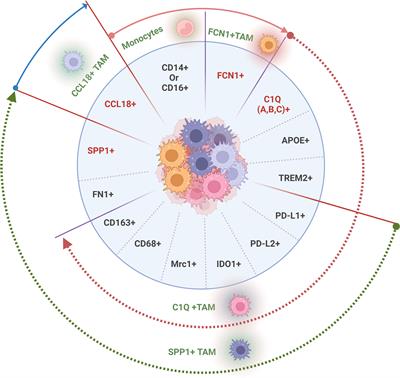 Novel tumor-associated macrophage populations and subpopulations by single cell RNA sequencing